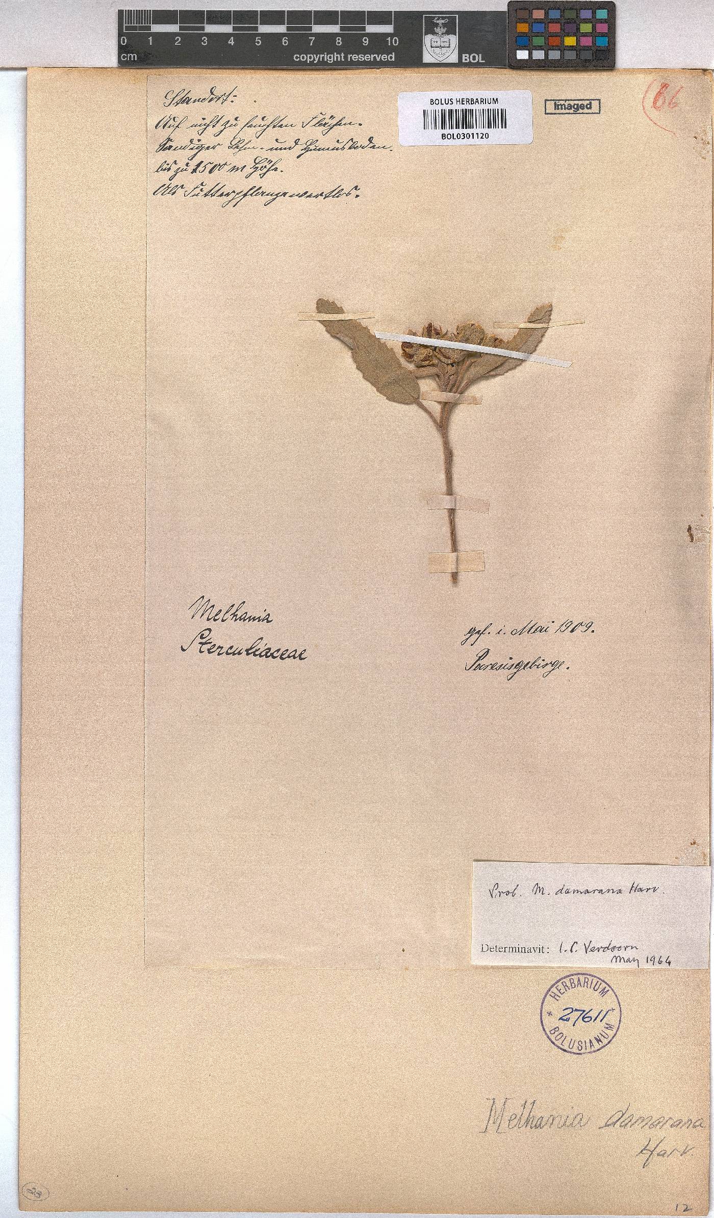 Melhania damarana image