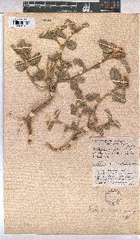 Melhania damarana image