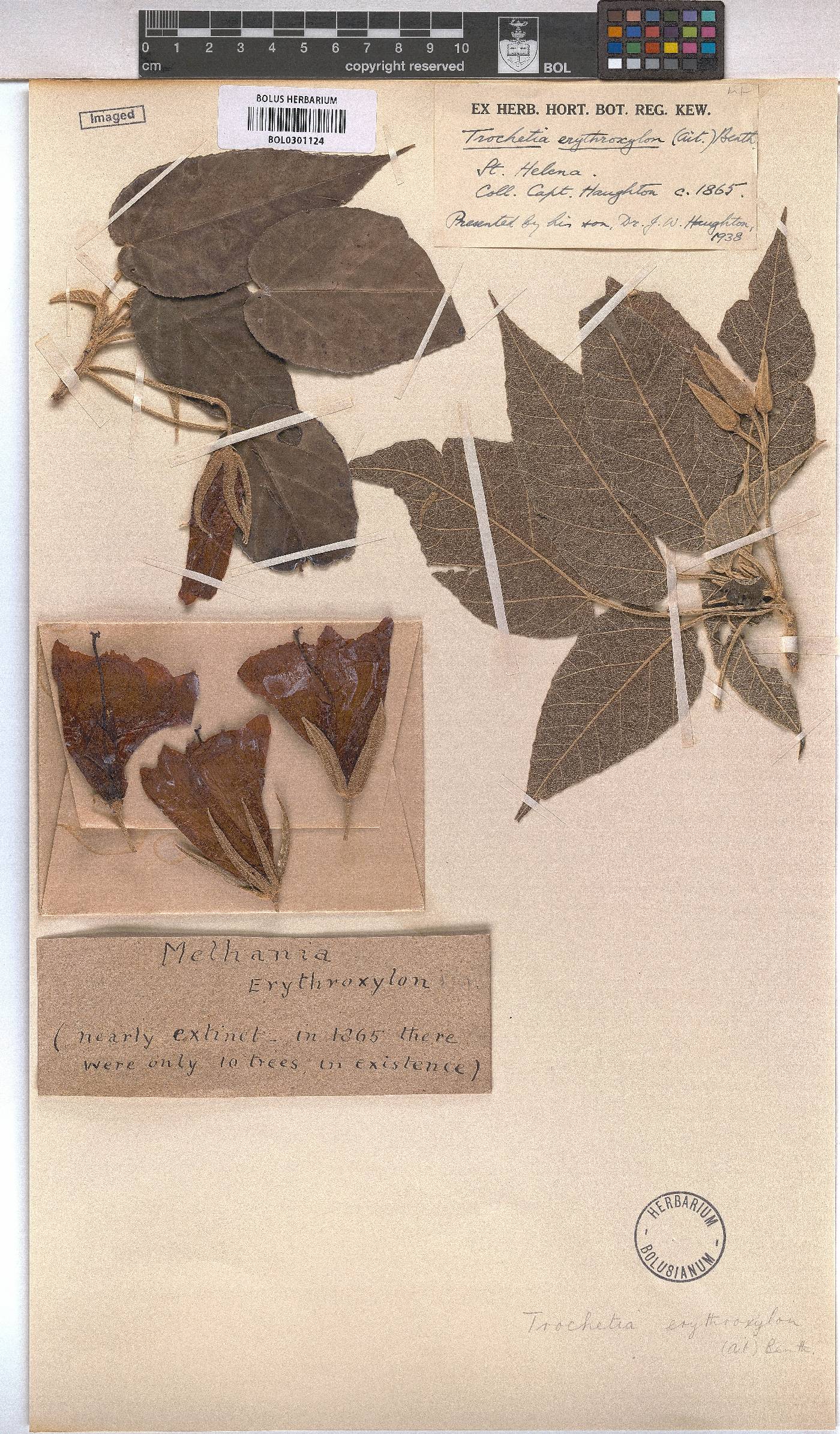 Melhania erythroxylon image