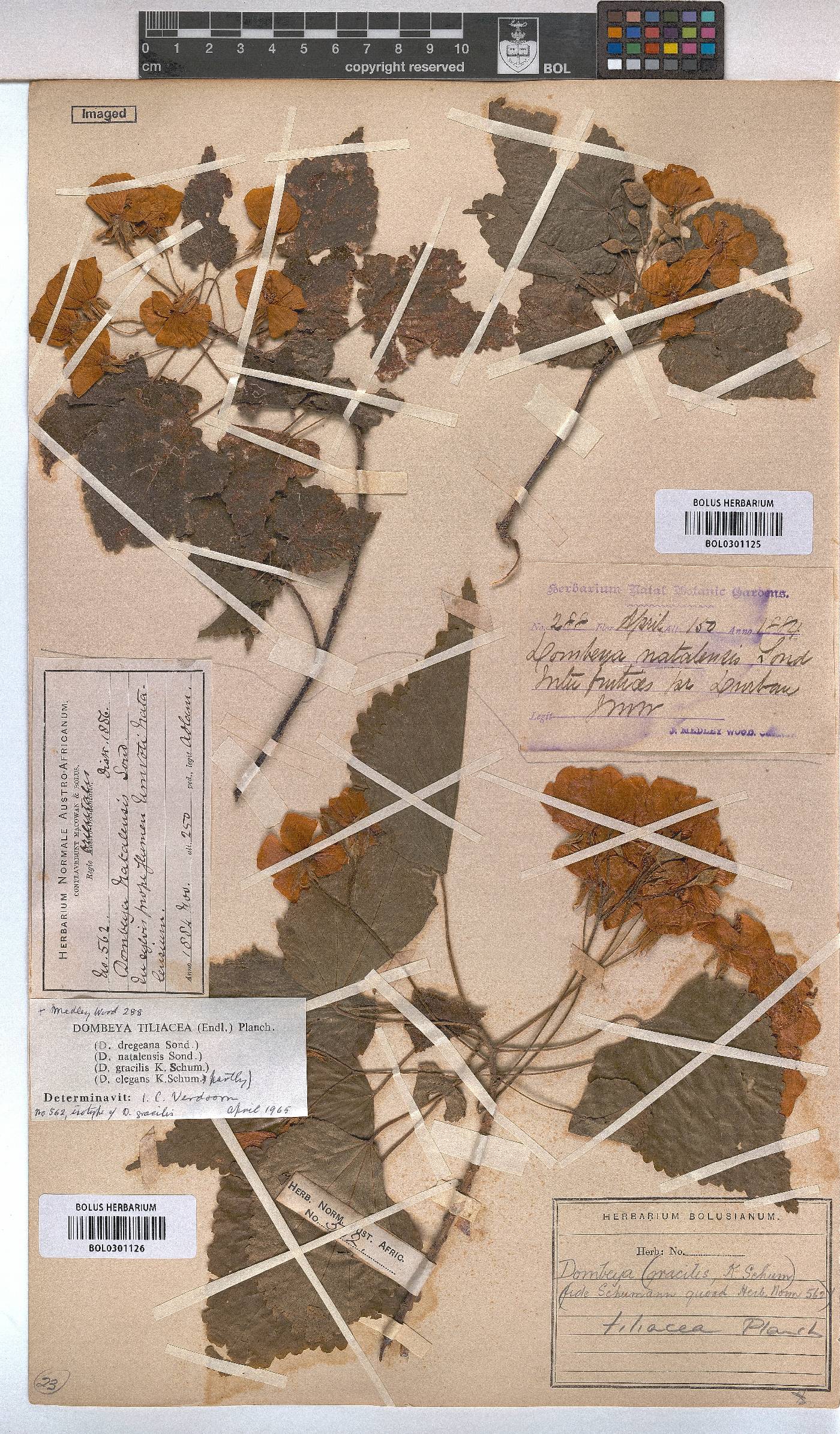 Dombeya tiliacea image