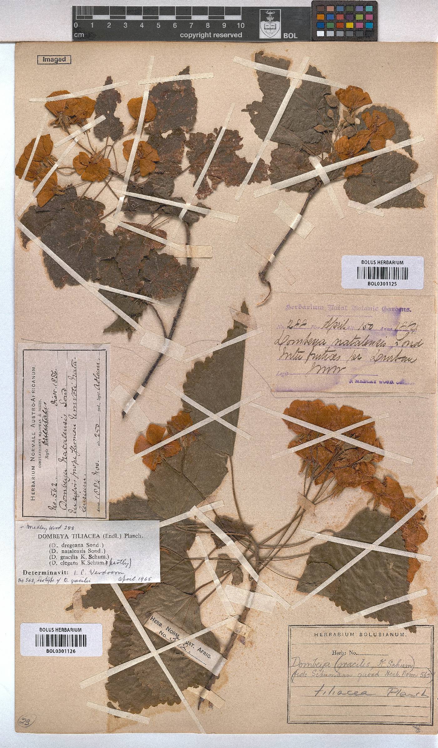 Dombeya tiliacea image
