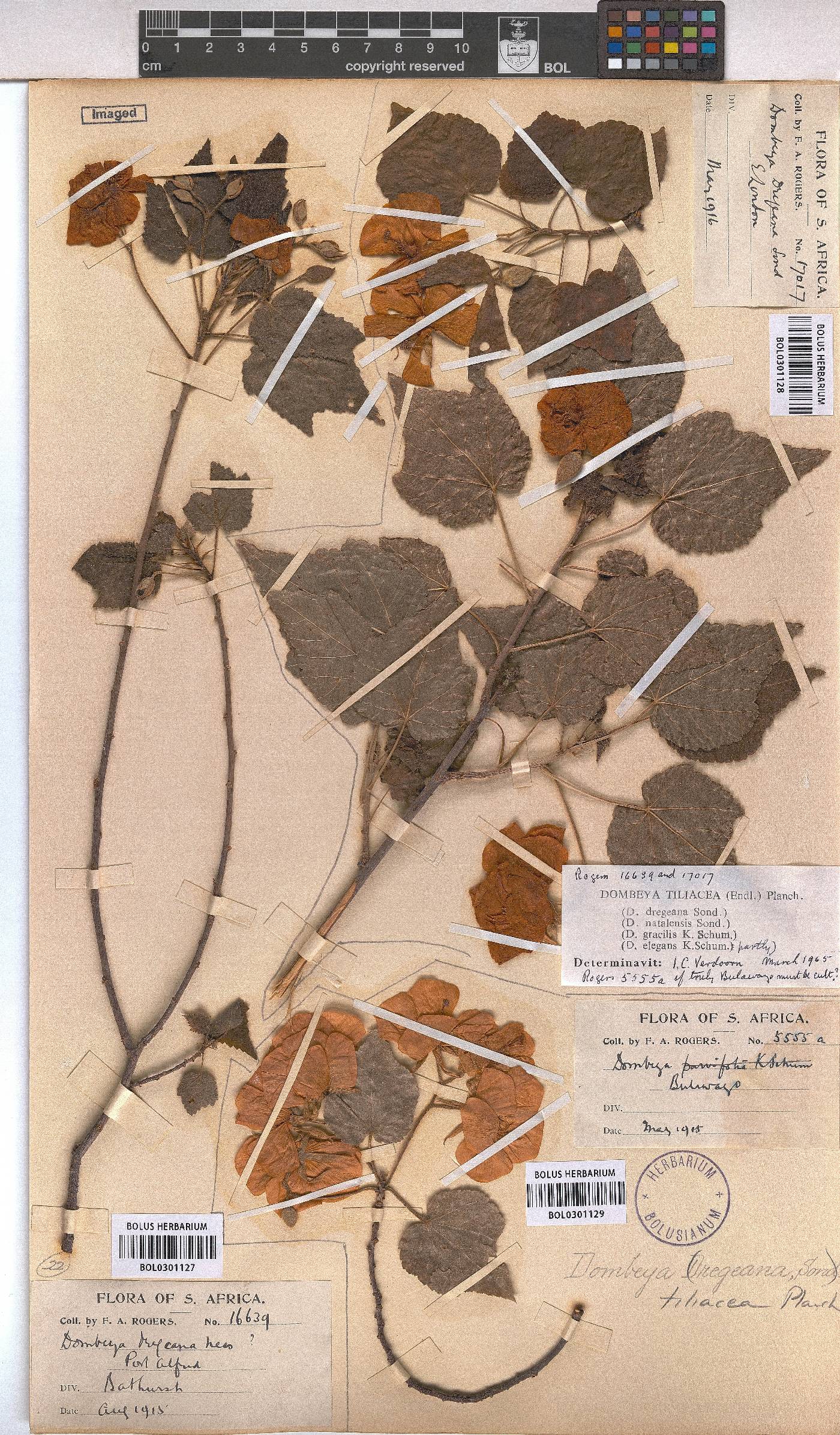 Dombeya tiliacea image