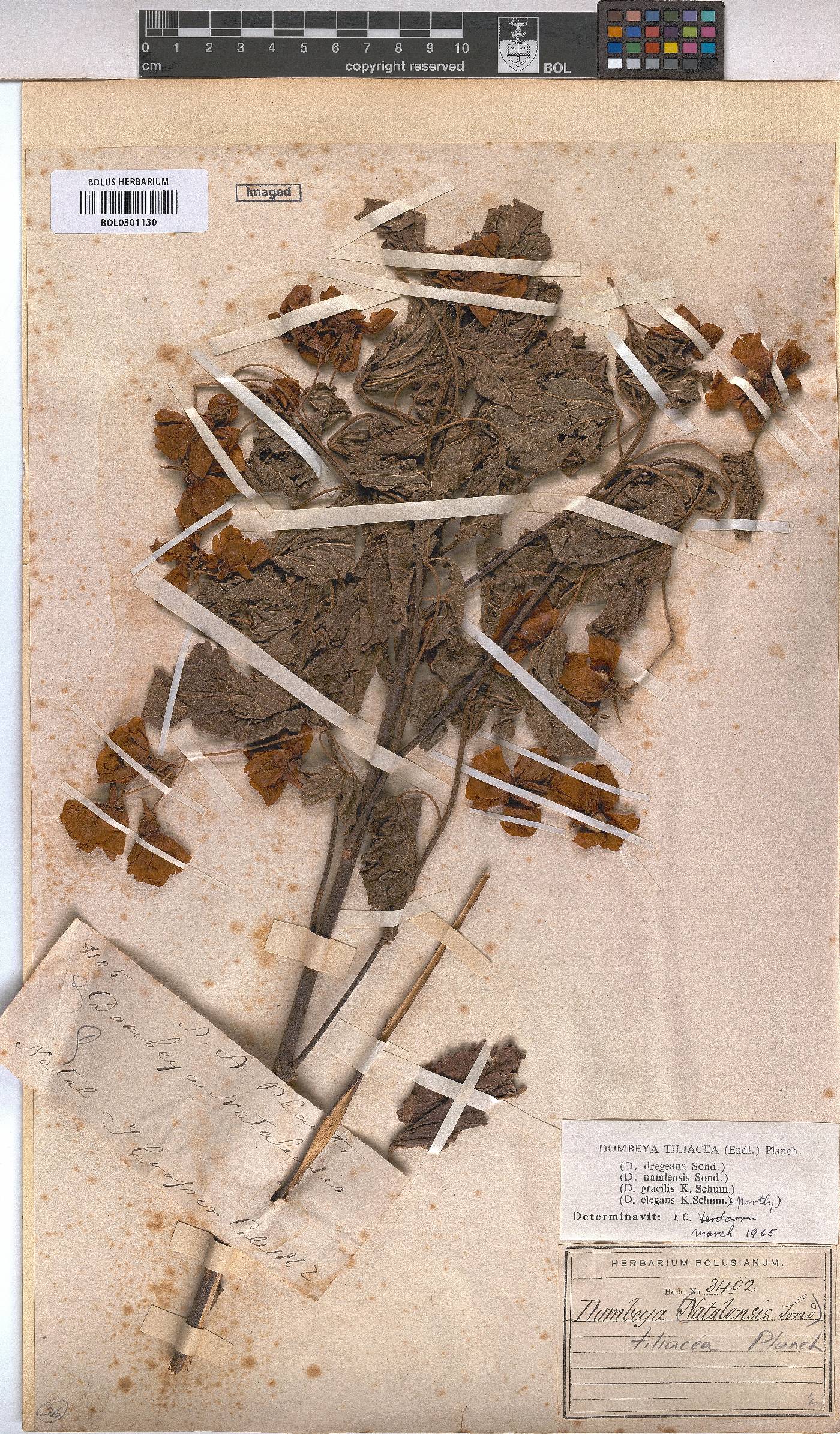 Dombeya tiliacea image