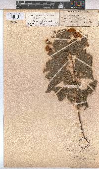 Dombeya tiliacea image