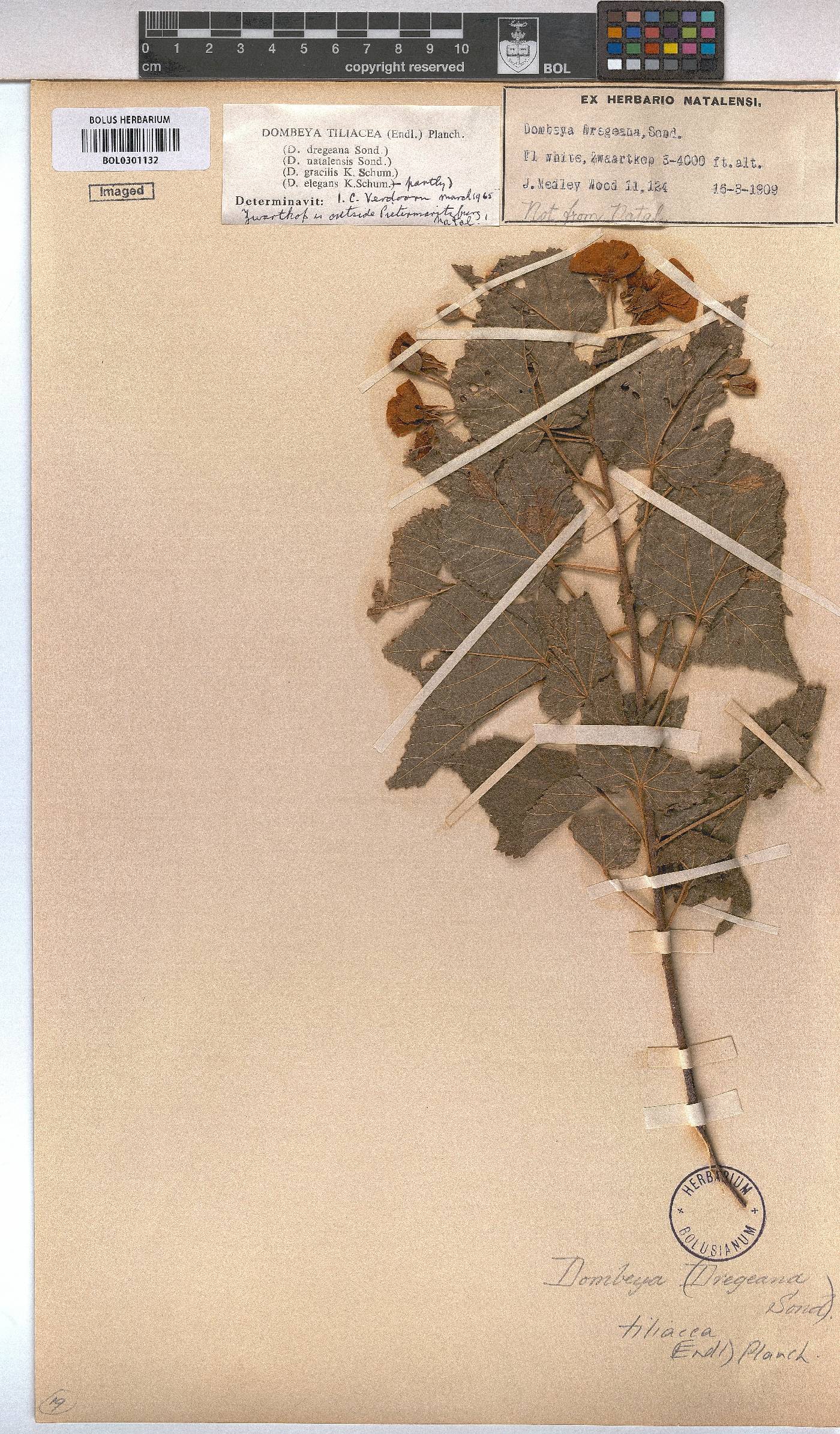 Dombeya tiliacea image