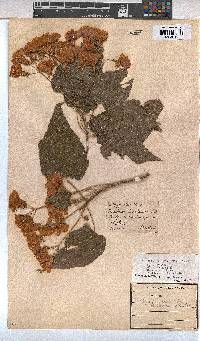 Dombeya tiliacea image