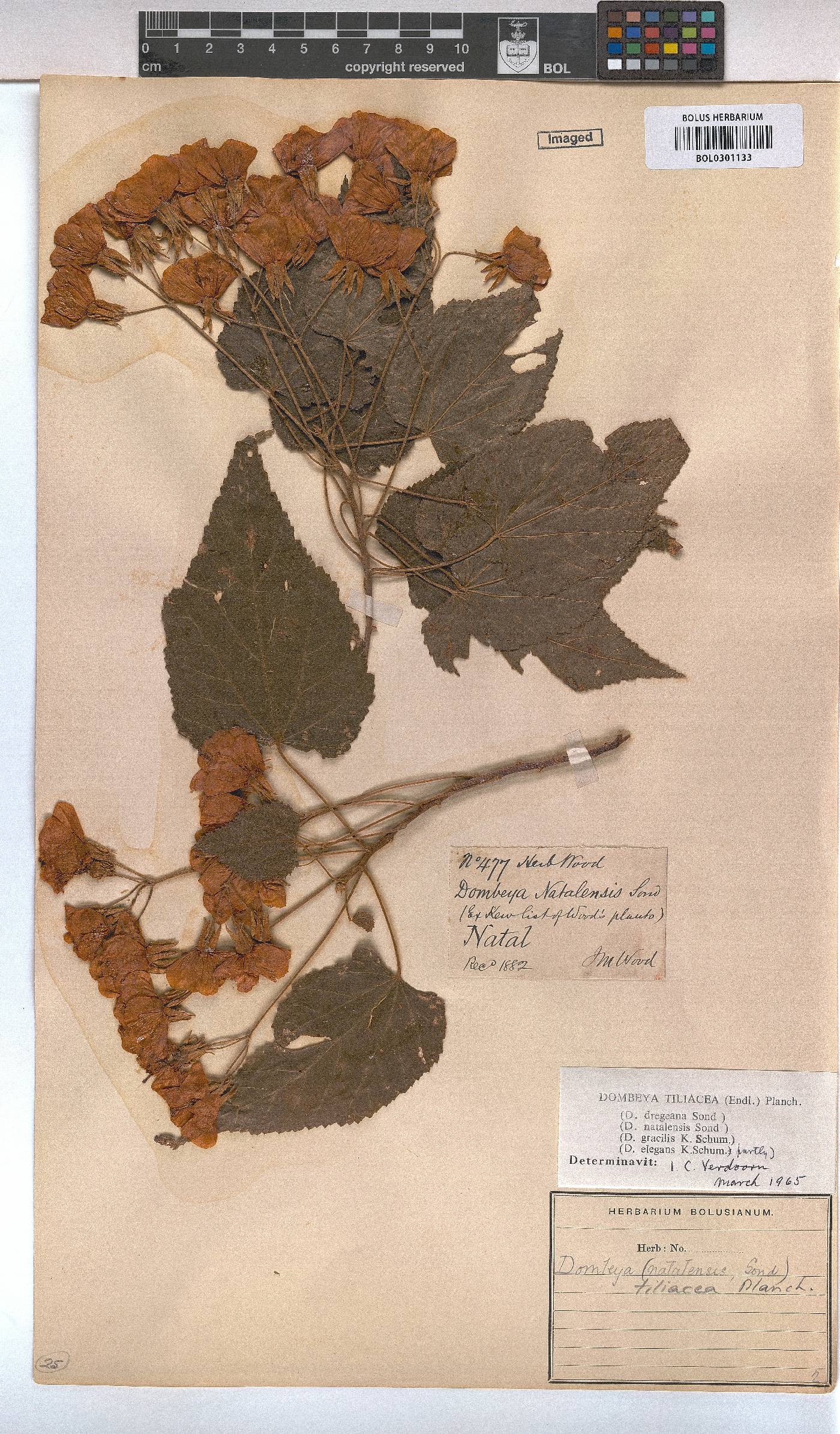 Dombeya tiliacea image