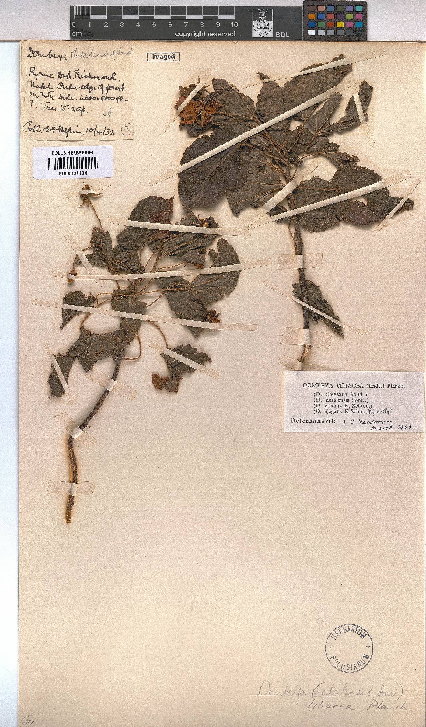Dombeya tiliacea image