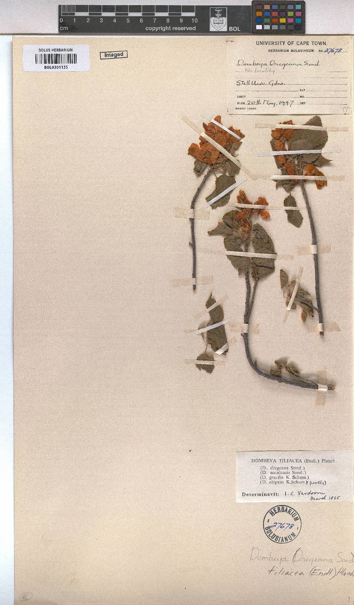 Dombeya tiliacea image