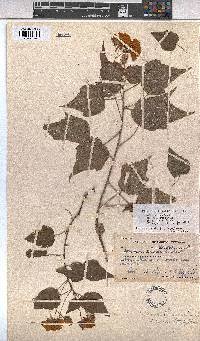 Dombeya tiliacea image