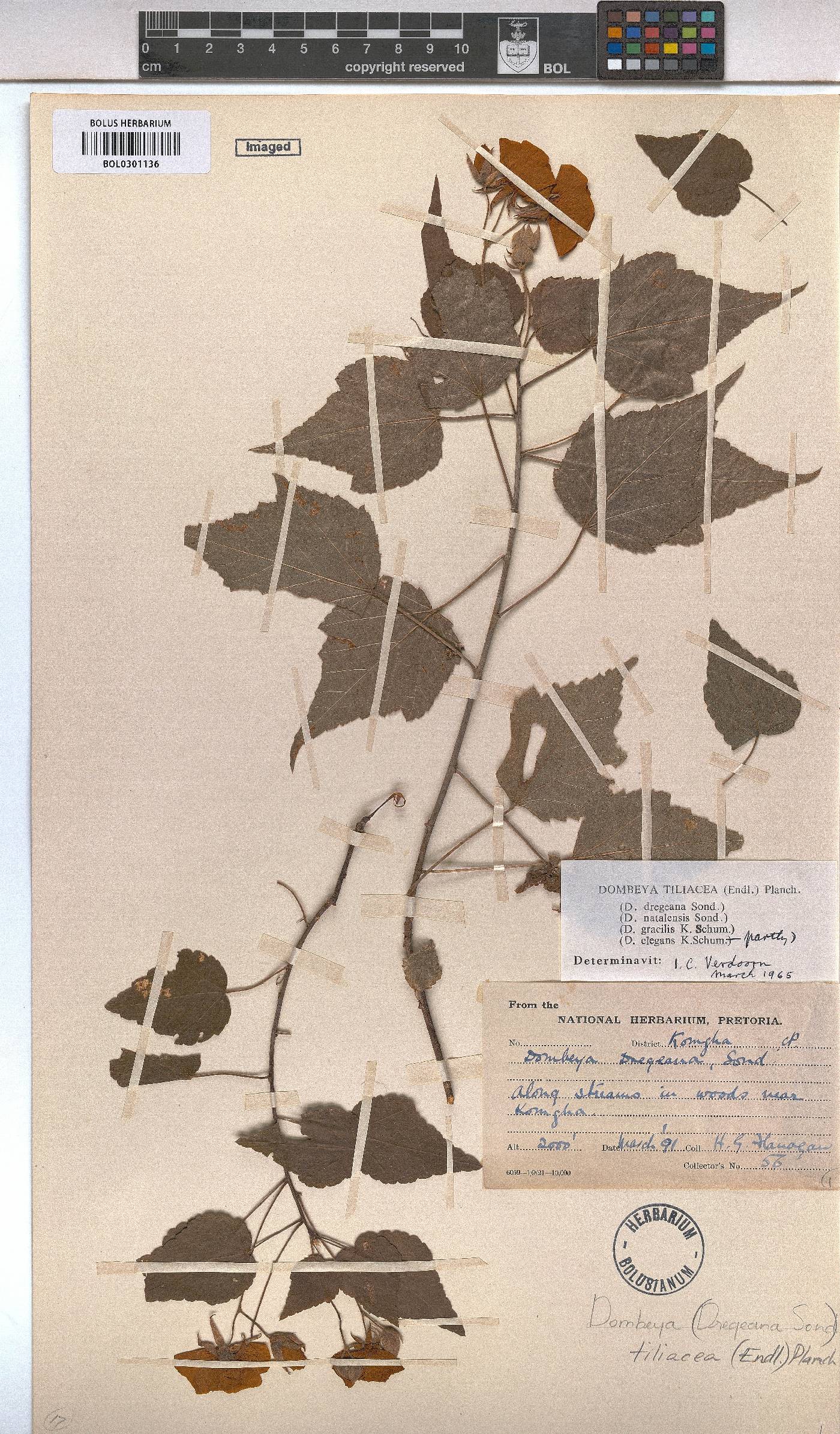 Dombeya tiliacea image