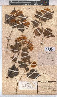 Dombeya tiliacea image