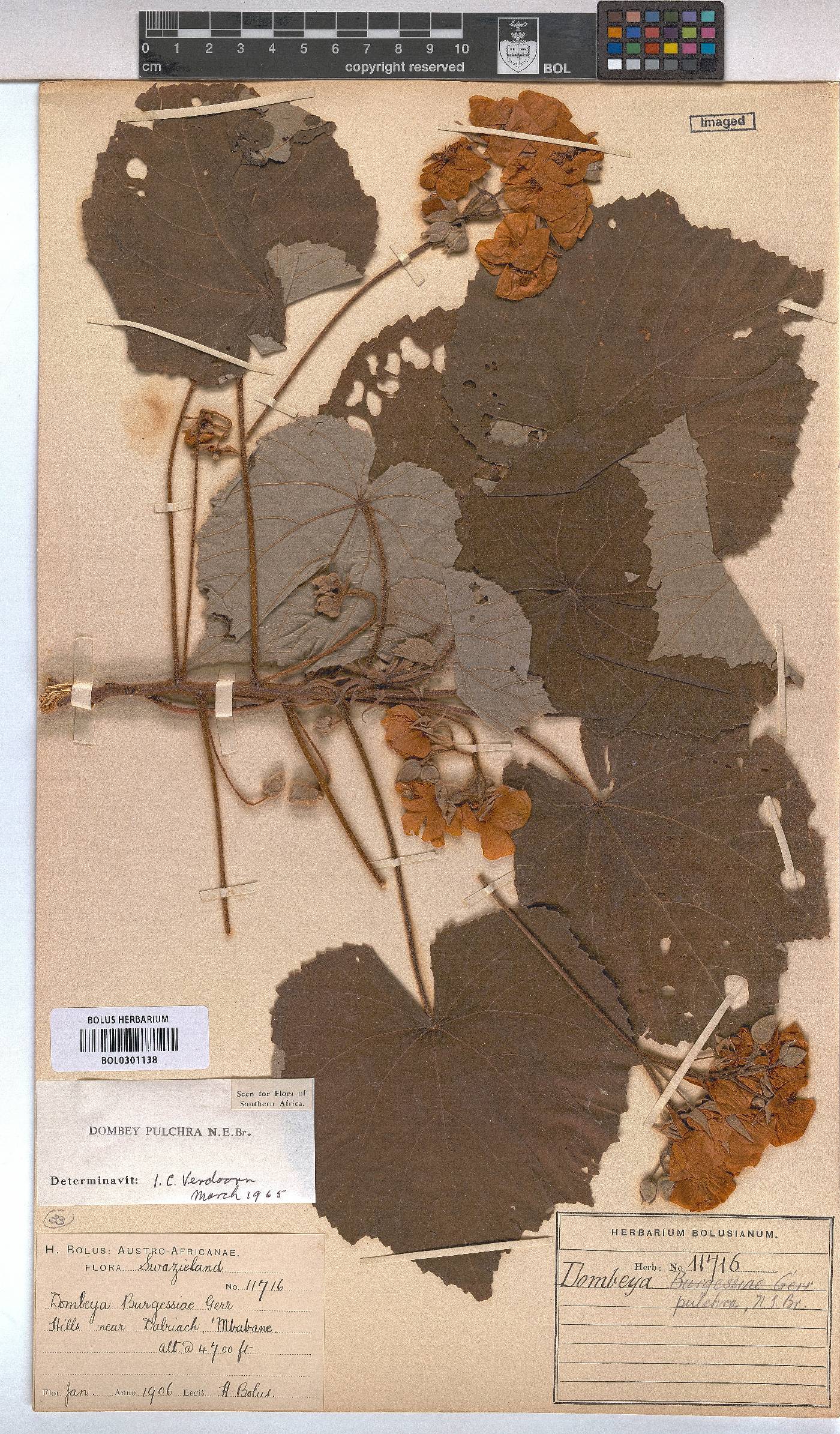 Dombeya pulchra image