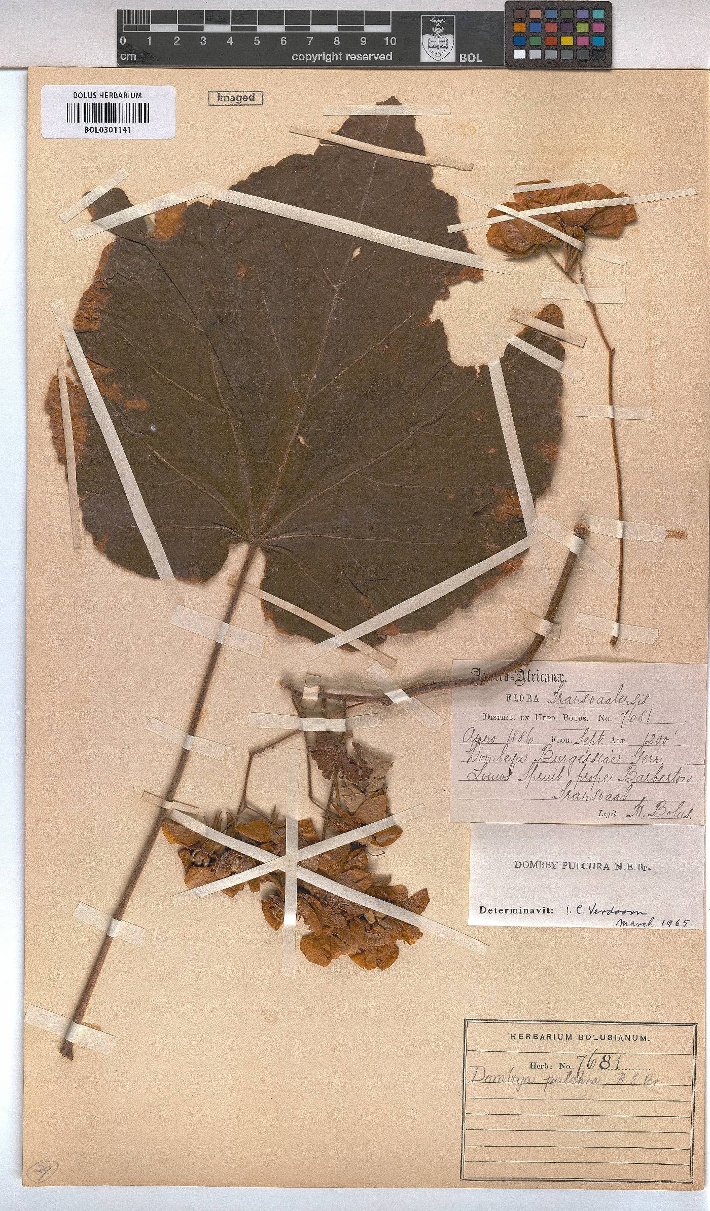 Dombeya pulchra image