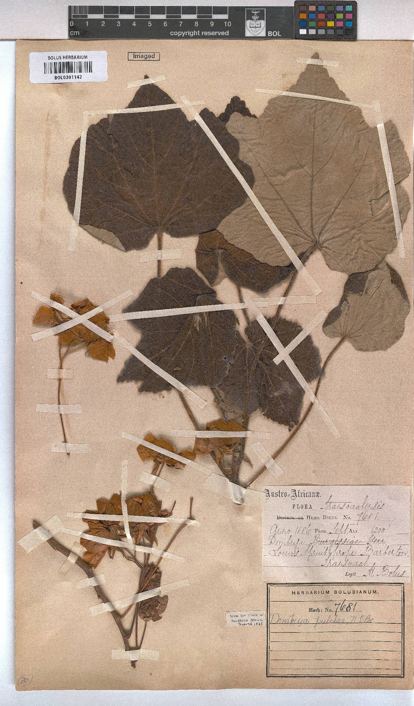 Dombeya pulchra image