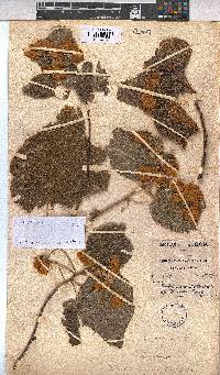 Dombeya burgessiae image