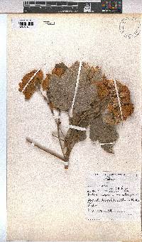 Dombeya burgessiae image
