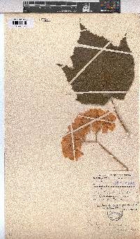 Dombeya burgessiae image