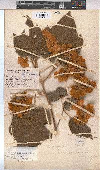 Dombeya burgessiae image