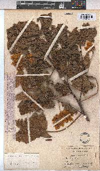 Dombeya burgessiae image