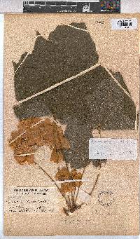 Dombeya burgessiae image
