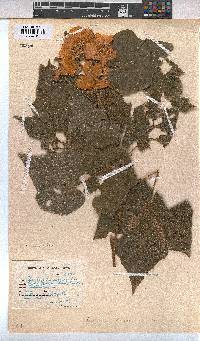Dombeya burgessiae image