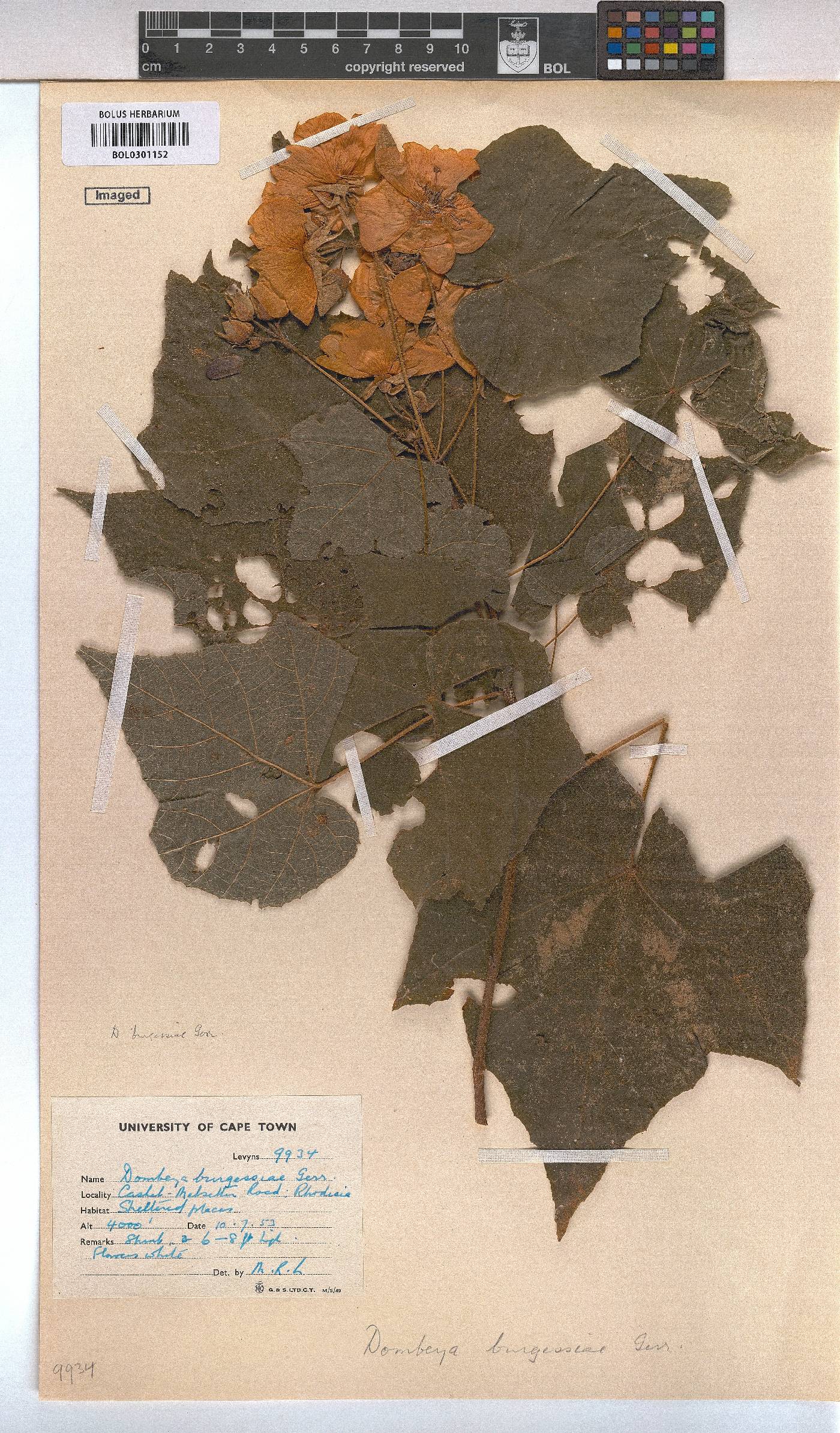 Dombeya burgessiae image