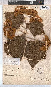 Dombeya burgessiae image