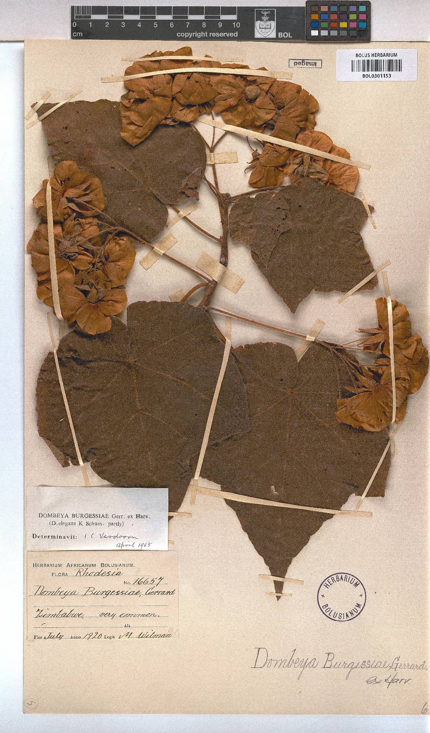 Dombeya burgessiae image