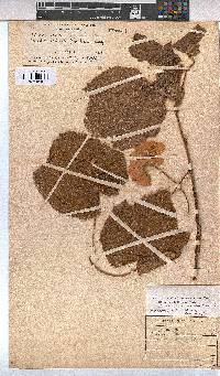 Dombeya burgessiae image