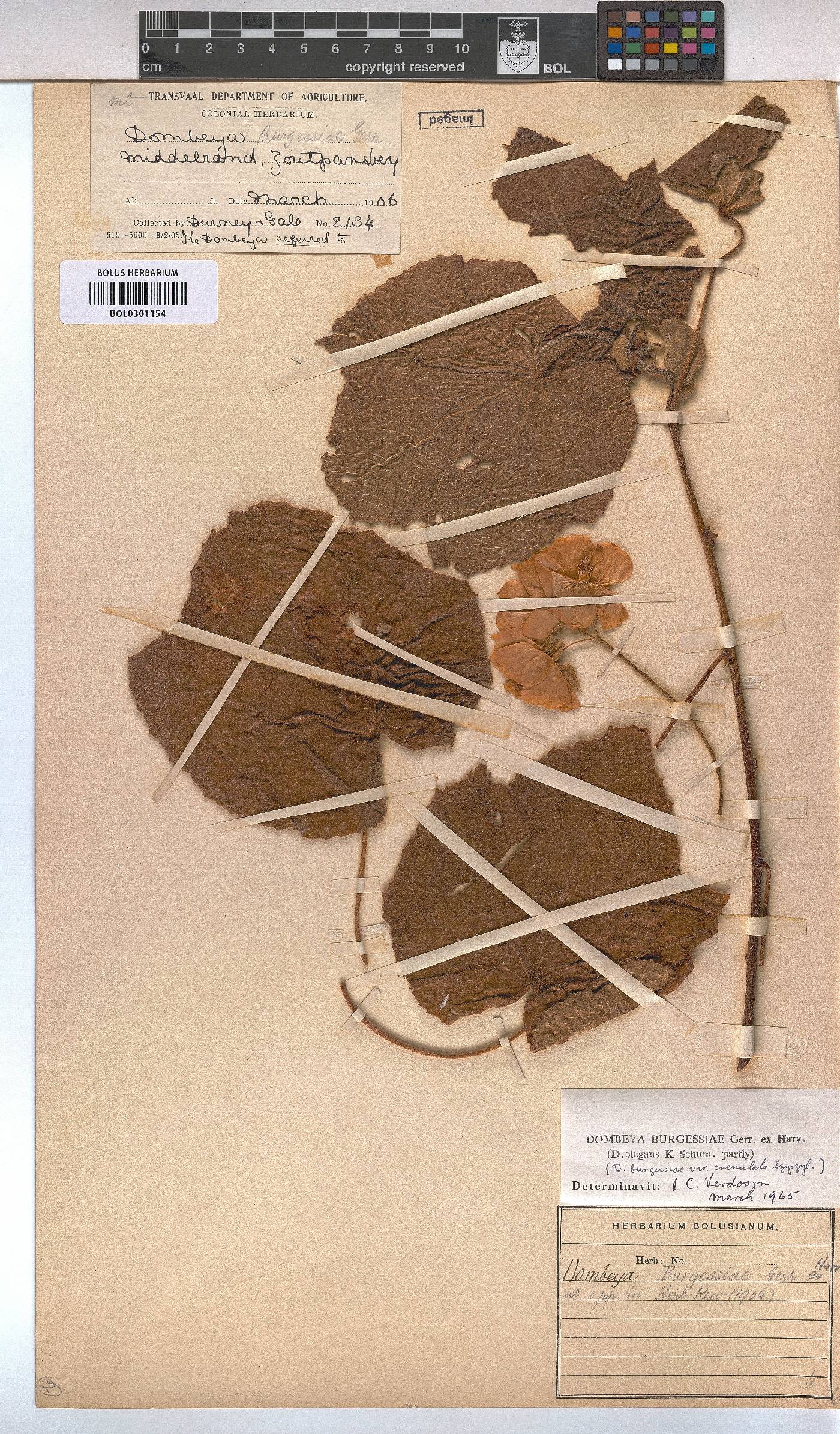 Dombeya burgessiae image