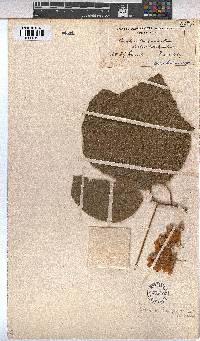 Dombeya burgessiae image