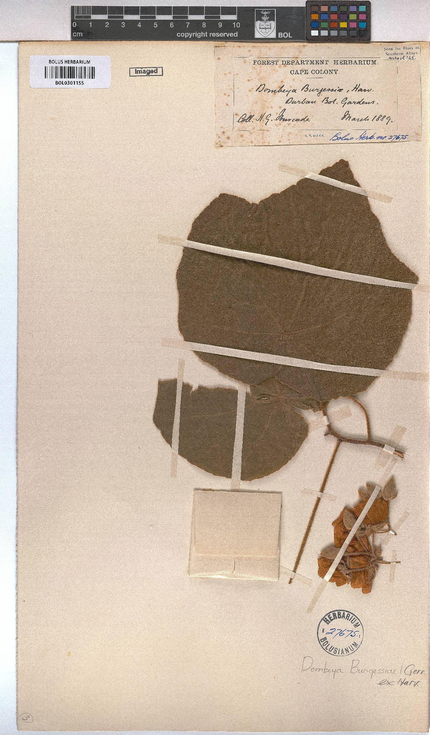 Dombeya burgessiae image
