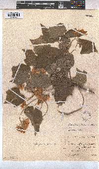 Dombeya burgessiae image