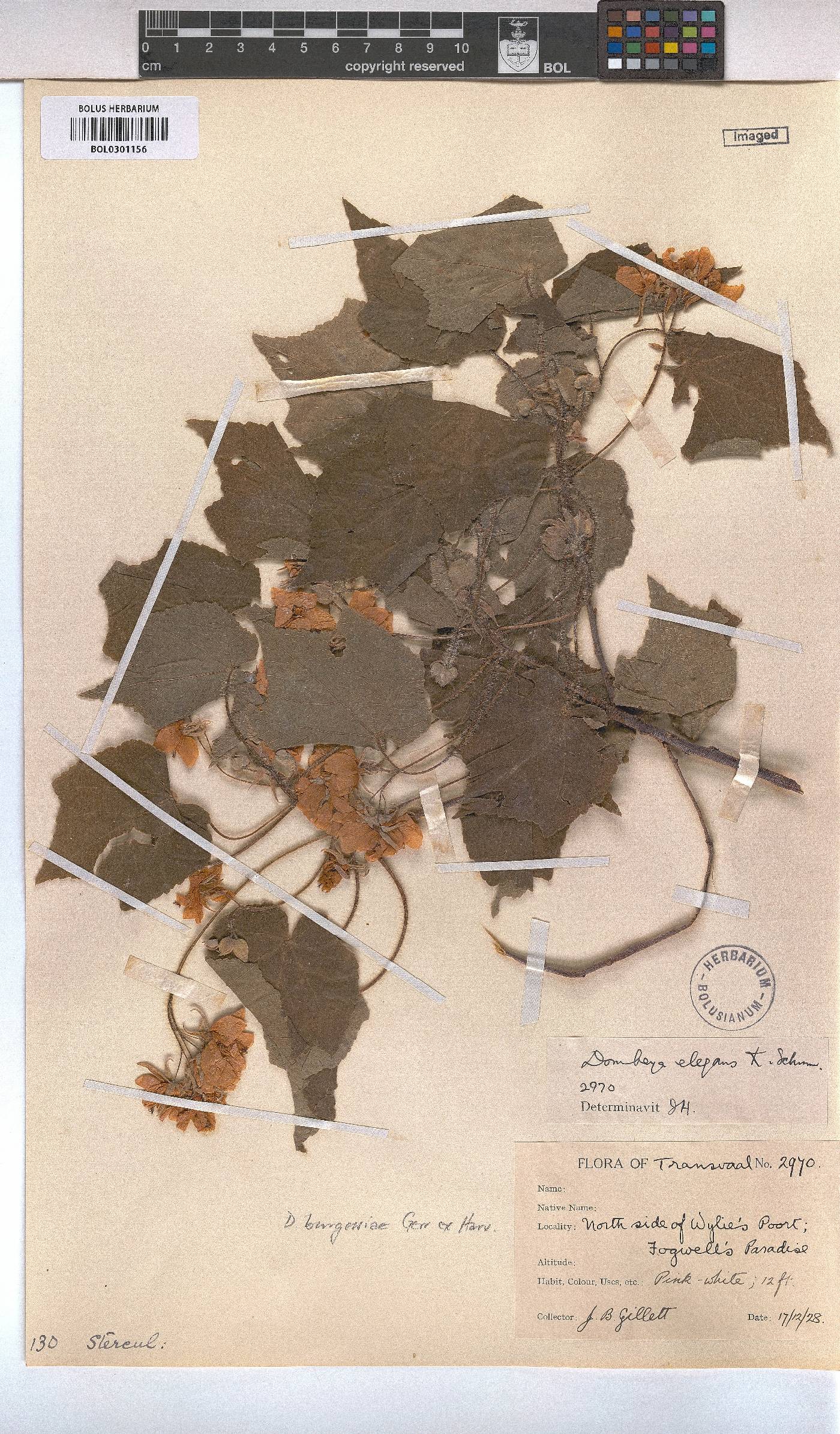 Dombeya burgessiae image