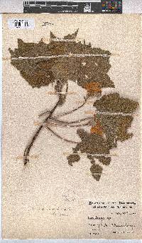 Dombeya burgessiae image