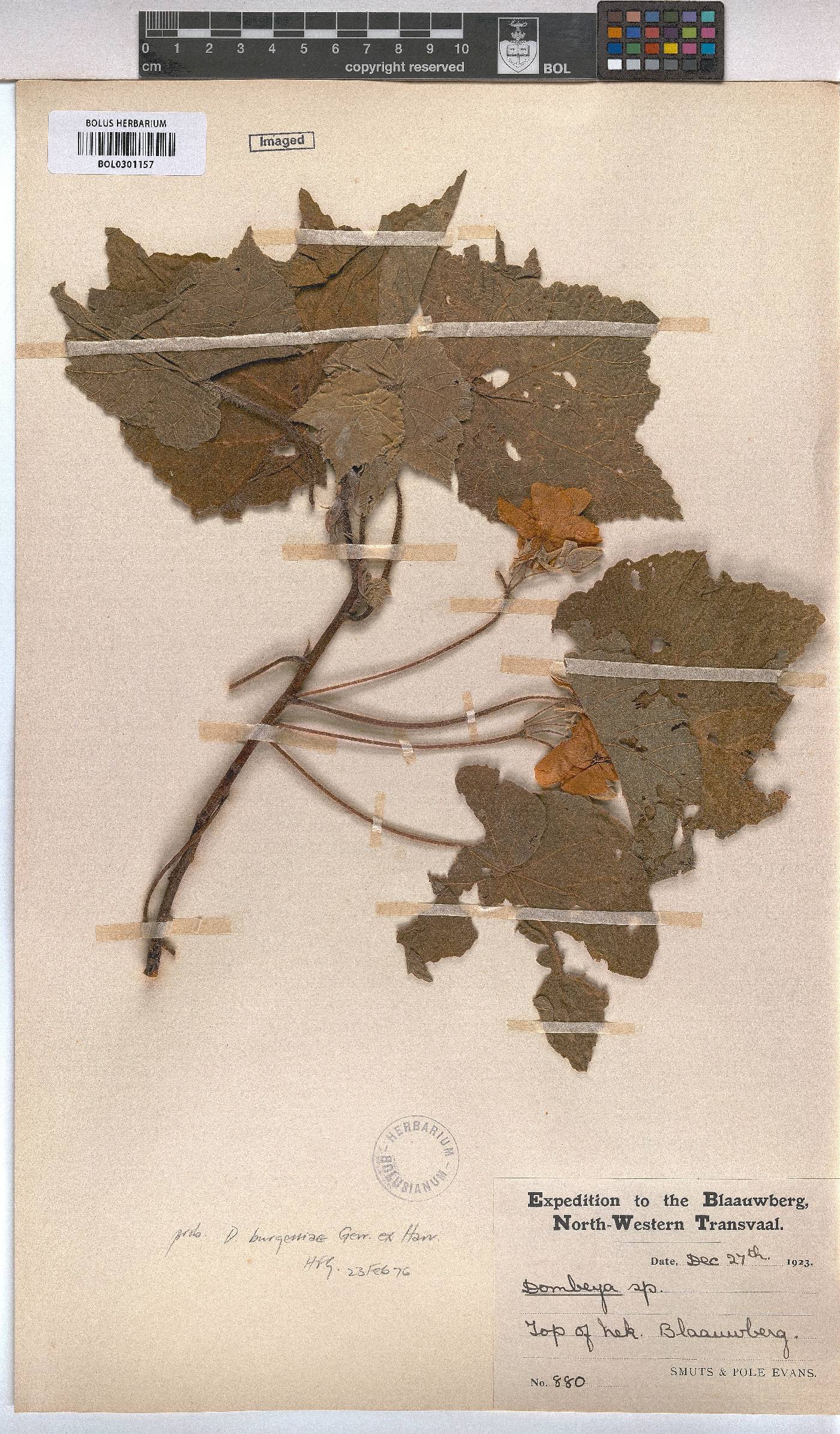Dombeya burgessiae image