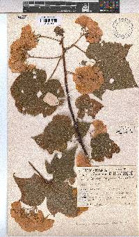 Dombeya burgessiae image