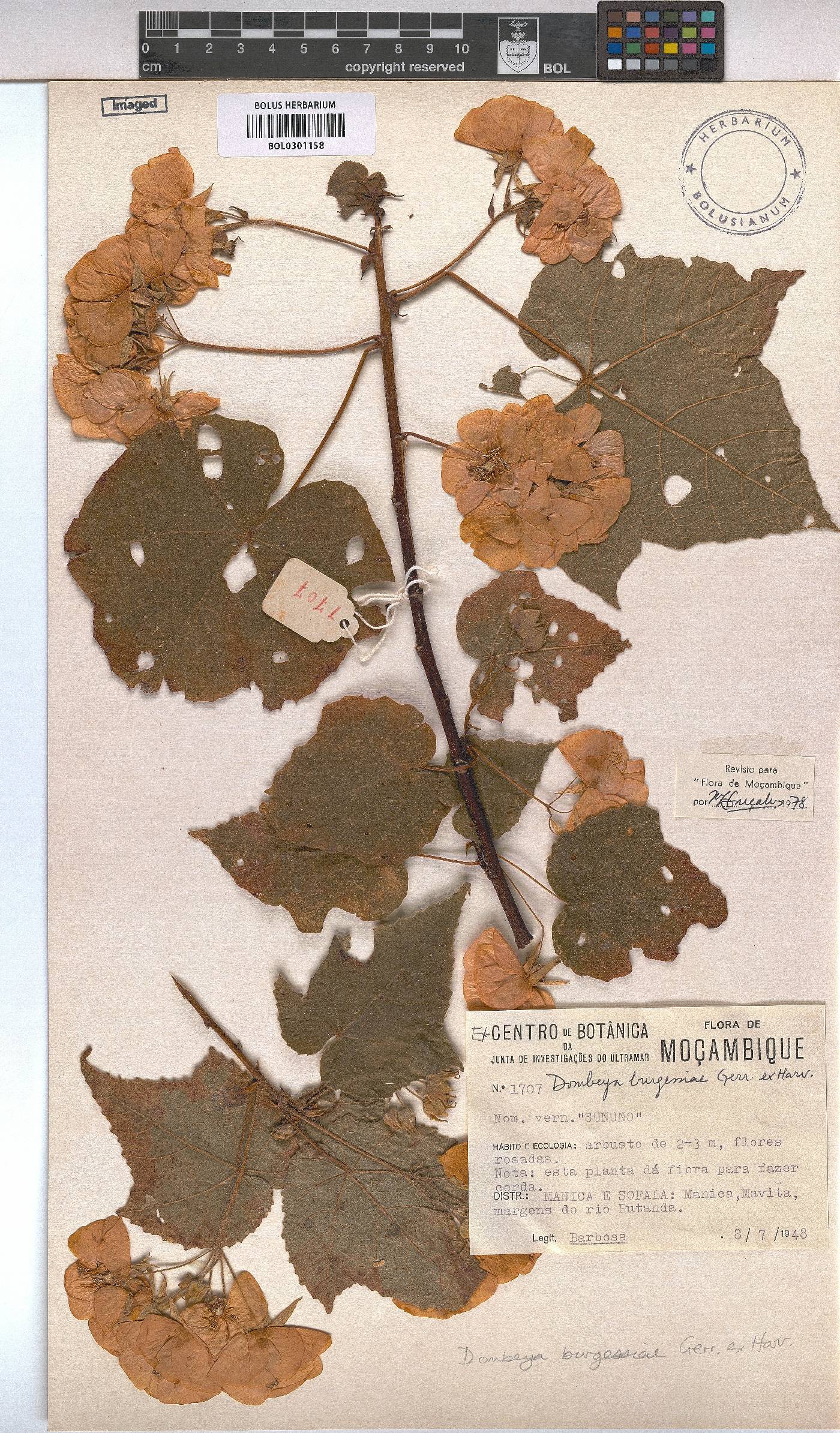 Dombeya burgessiae image