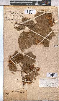 Dombeya burgessiae image