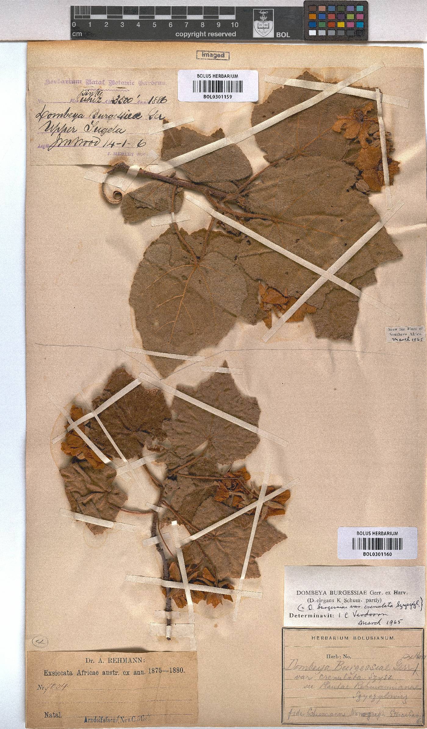 Dombeya burgessiae image