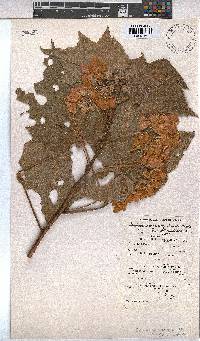 Dombeya burgessiae image