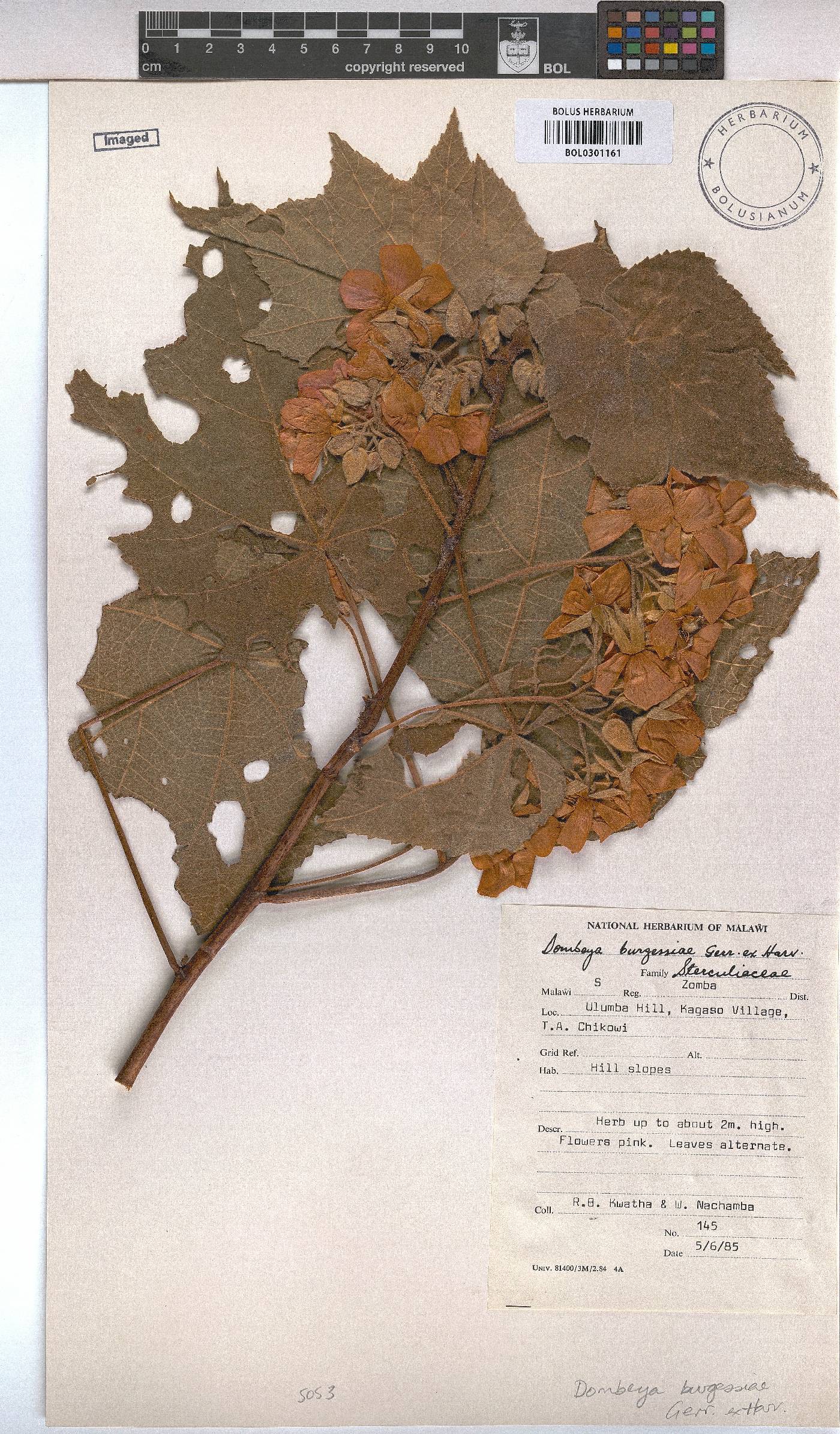 Dombeya burgessiae image