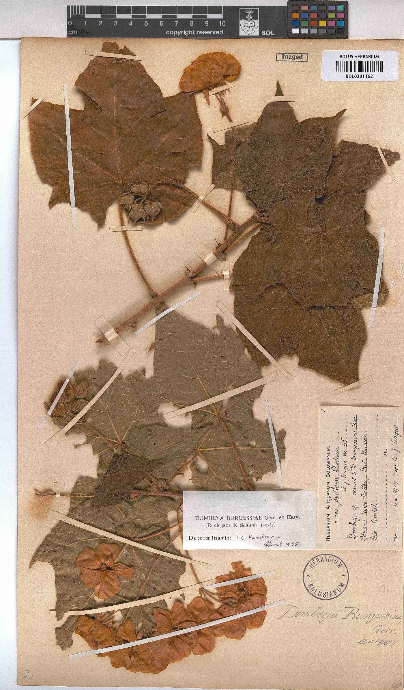 Dombeya burgessiae image