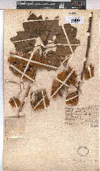 Dombeya burgessiae image