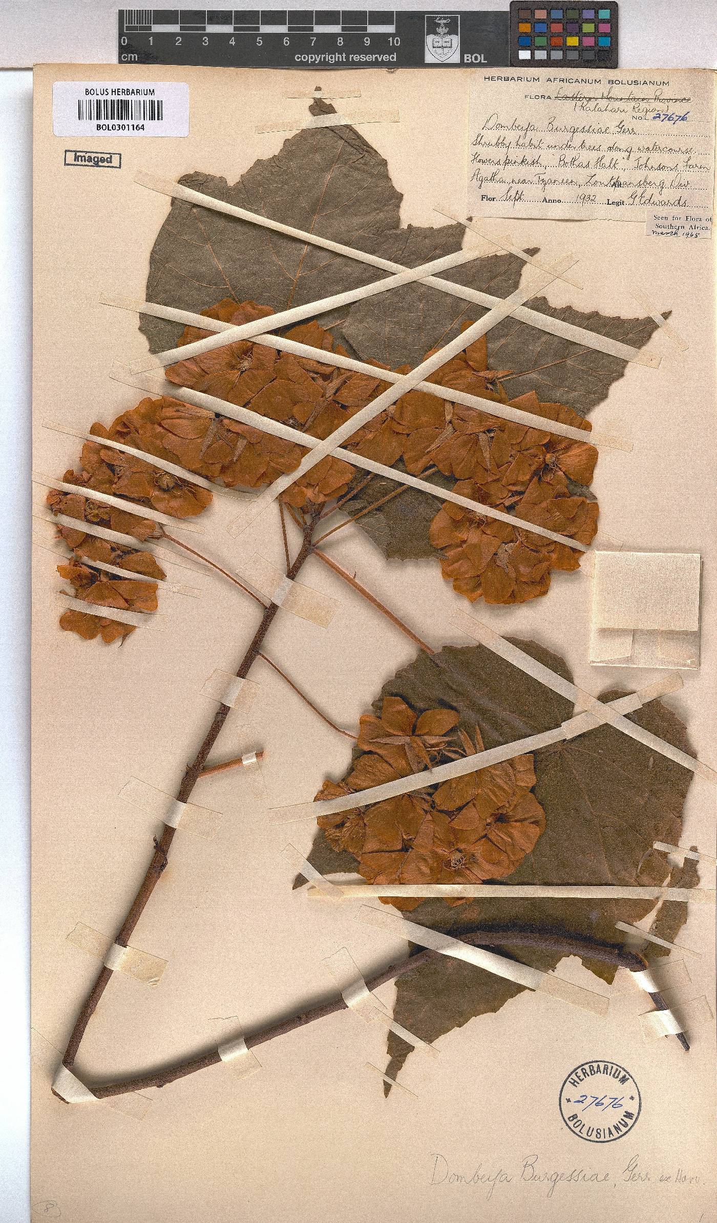 Dombeya burgessiae image