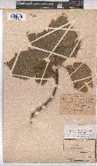 Dombeya burgessiae image