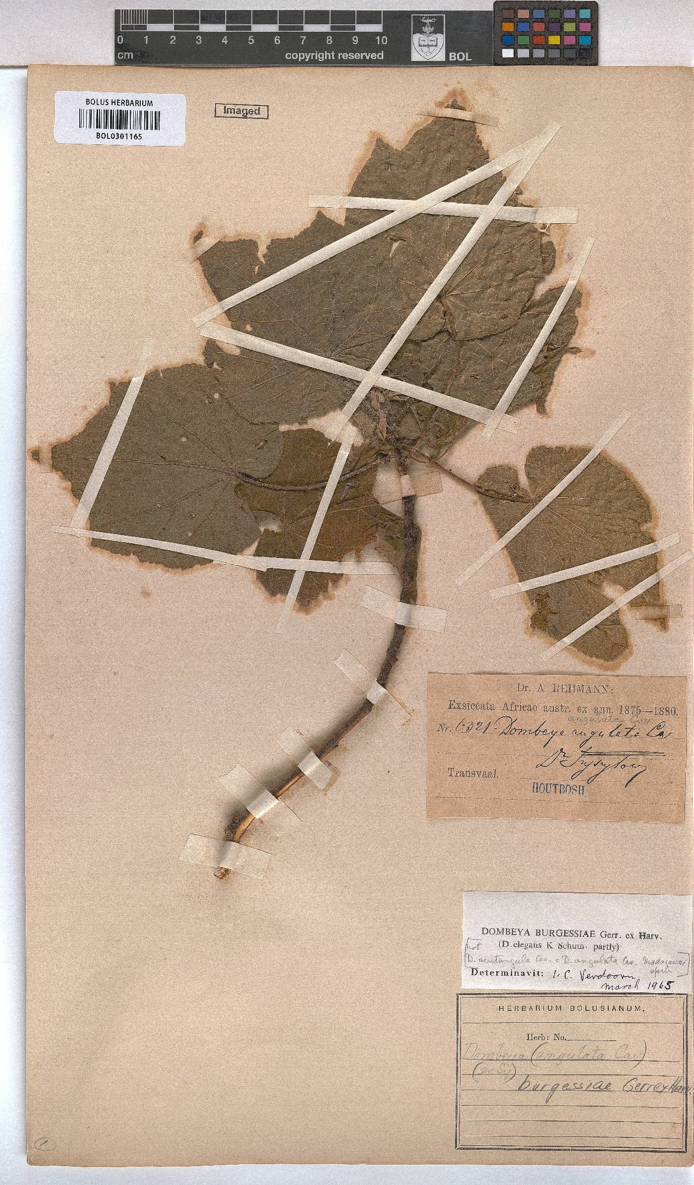 Dombeya burgessiae image