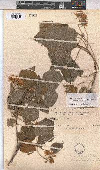 Dombeya burgessiae image