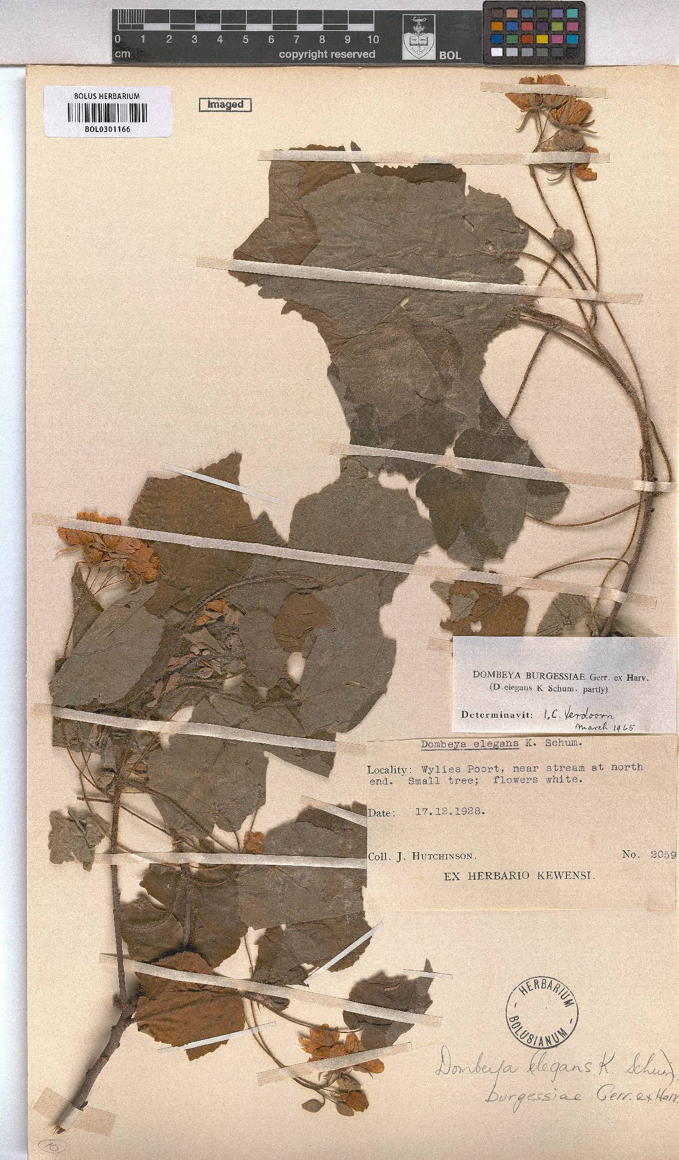 Dombeya burgessiae image